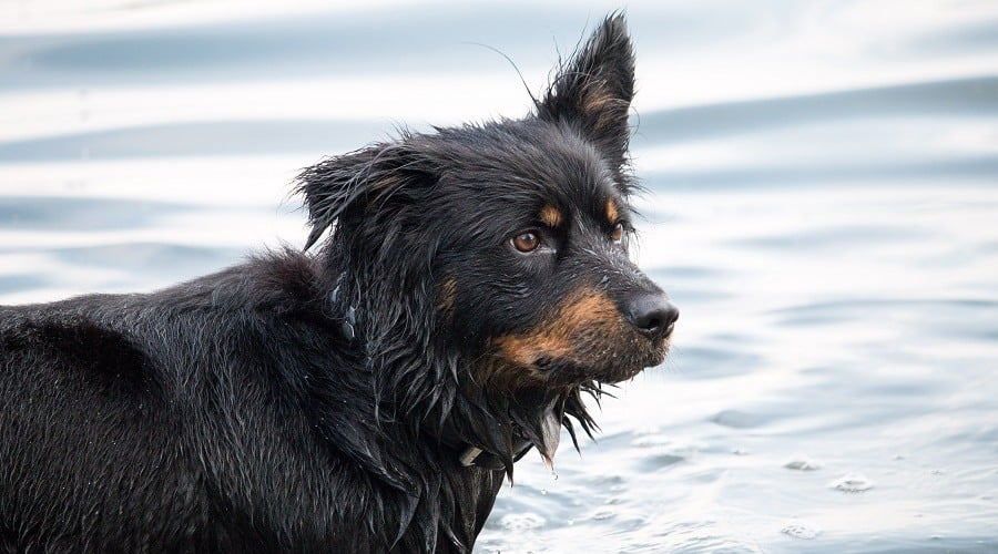 bernese mountain dog german shepherd mix