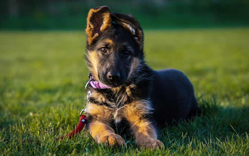 german shepherd ears down at 4 months