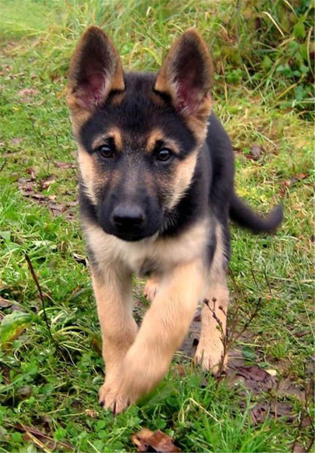 Miniature German Shepherd