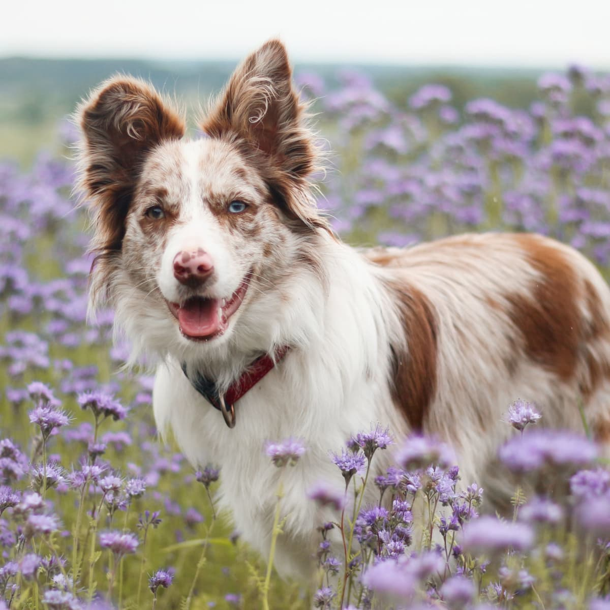 cool western girl dog names