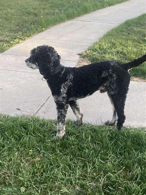 akc merle poodle