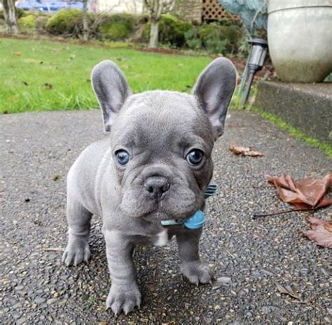 free french bulldog puppies in new jersey