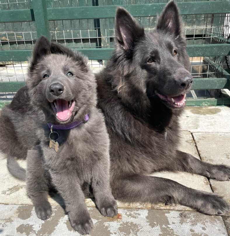 all black german shepherd blue eyes