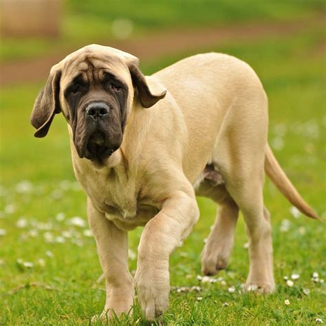 English Mastiff