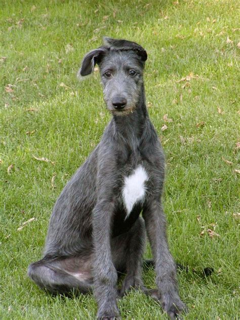 Scottish Deerhound