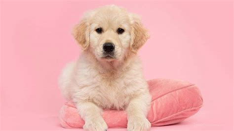 best female golden retriever puppy names