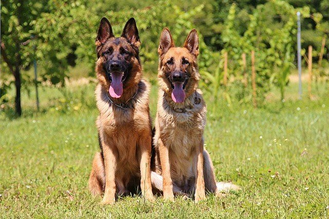 male vs female german shepherd temperament