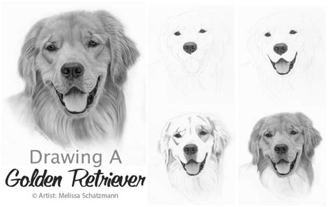 how to draw a golden retriever realistic step by step