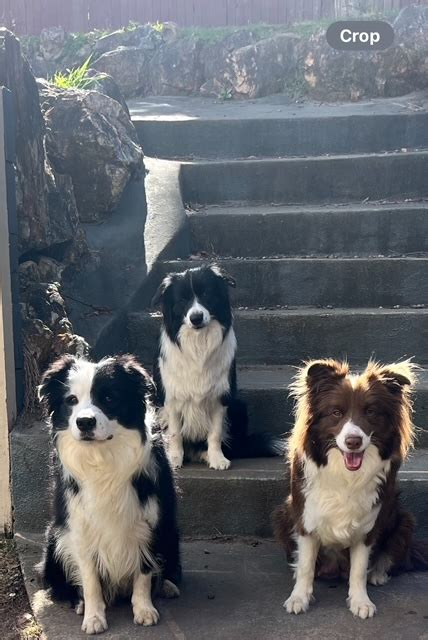 Alleeway Border Collies