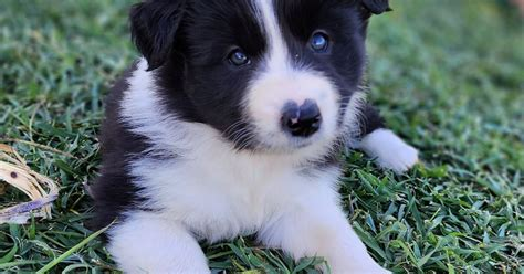 Shellbree Border Collies