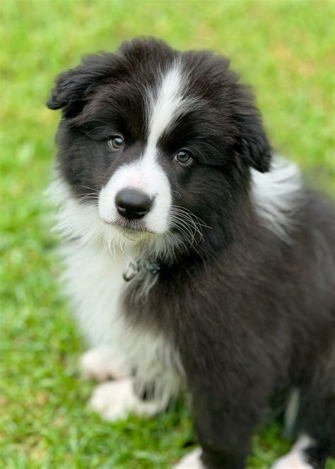  Torunahmuk Border Collies