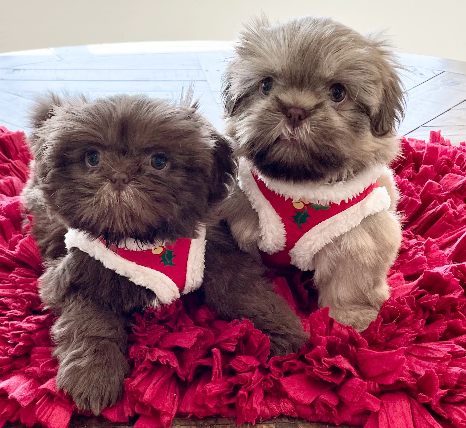 chocolate liver shih tzu