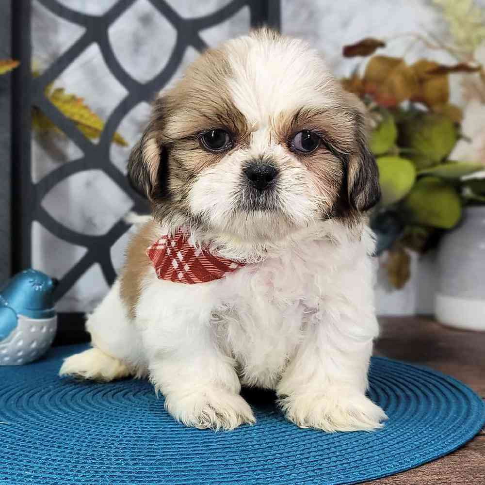 georgia shih tzu rescue