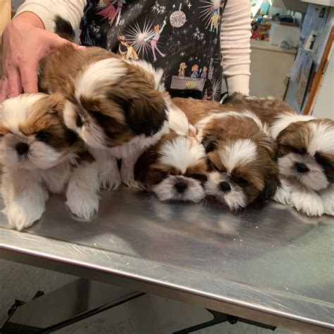 shih tzu puppies dallas tx