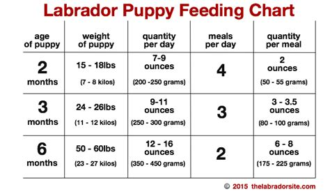 how much do you feed a 9 month old golden retriever