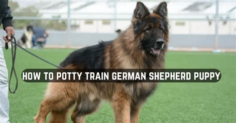 how long should it take to potty train a german shepherd puppy