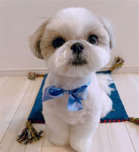 how much does it cost to groom a shih tzu