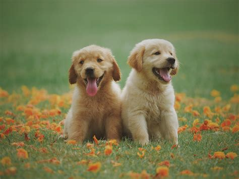 cute names for golden retrievers