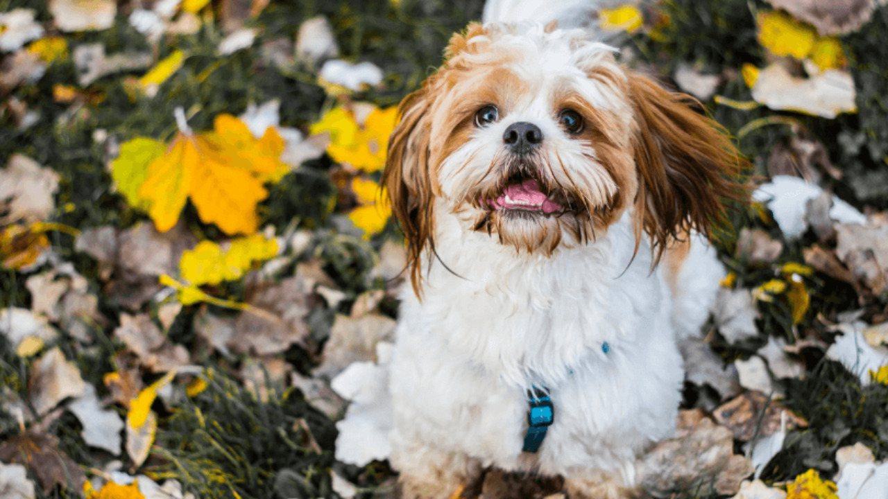 shih tzu vomit