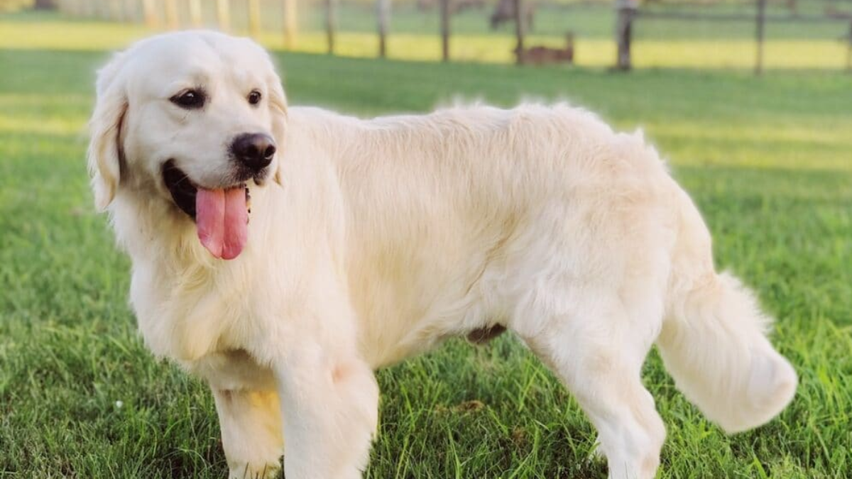 how bad do english cream golden retrievers shed