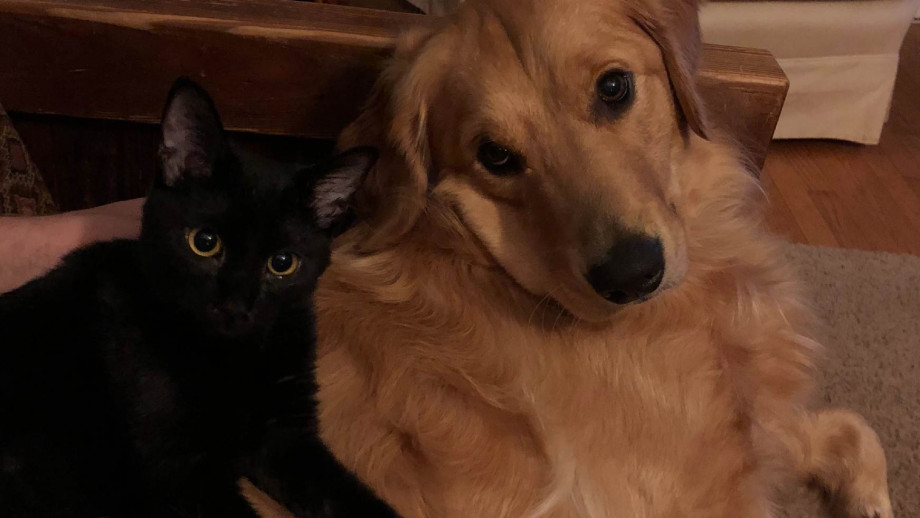 black cat golden retriever golden cat black lab quiz