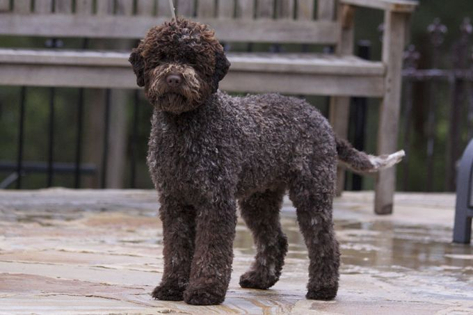 cost of lagotto romagnolo puppies in australia