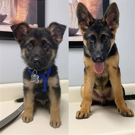 8 week old german shepherd puppy size