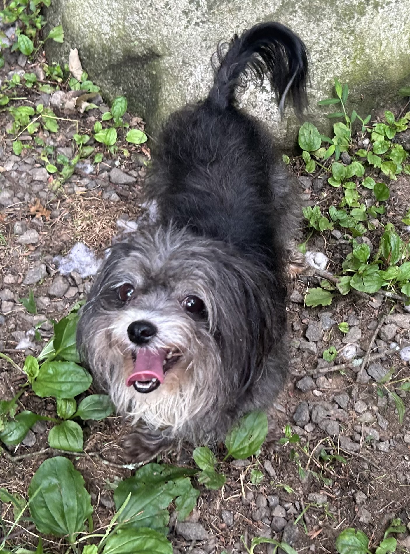 shih tzu rescue in nj