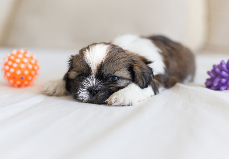 indiana shih tzu puppies