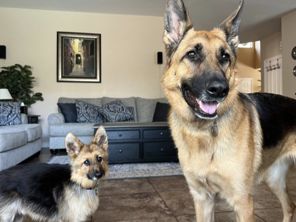 baby german shepherd with dwarfism