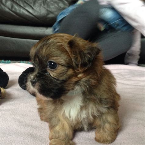 Shorkie (Shih Tzu x Yorkshire Terrier)