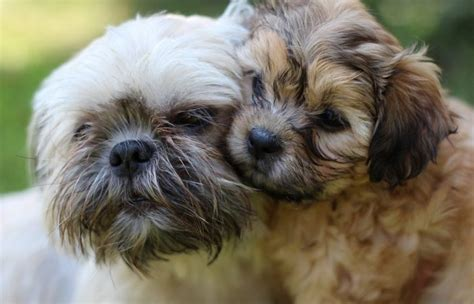 Auss-Tzu (Shih Tzu x Australian Shepherd)