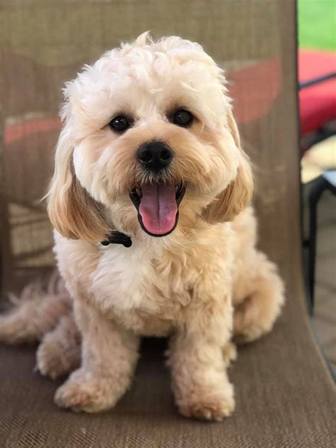 Shih-Poo (Shih Tzu x Poodle)