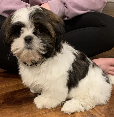 shih tzu puppies under $200 near me