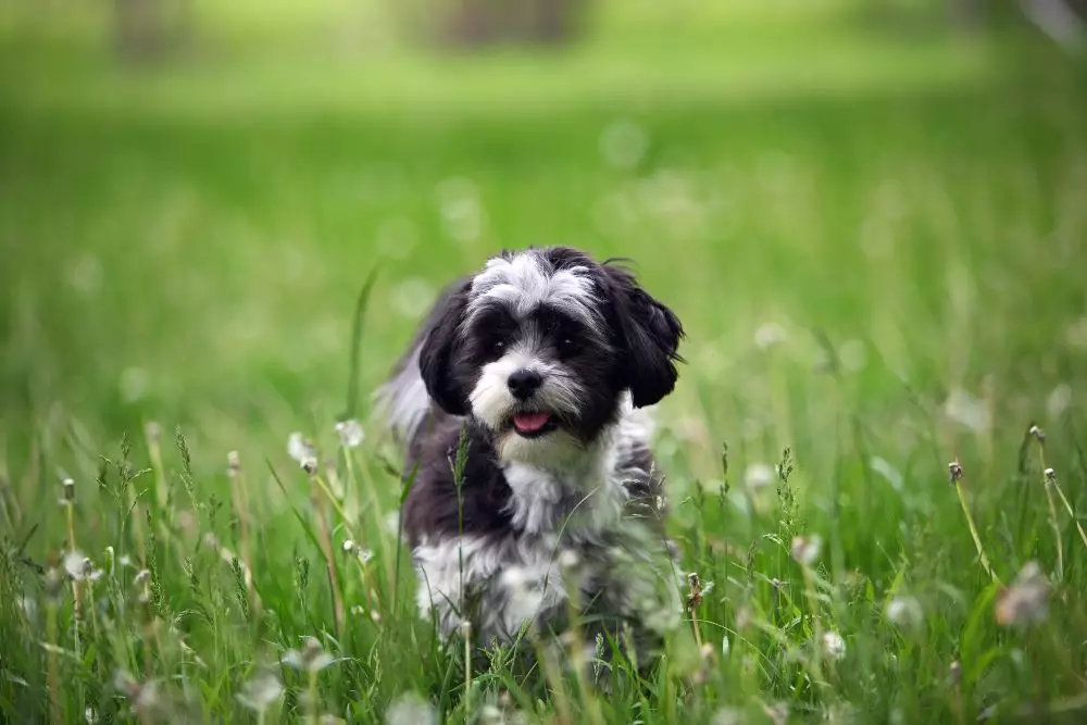 maltese shih tzu black