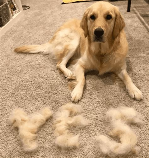 golden retriever shedding