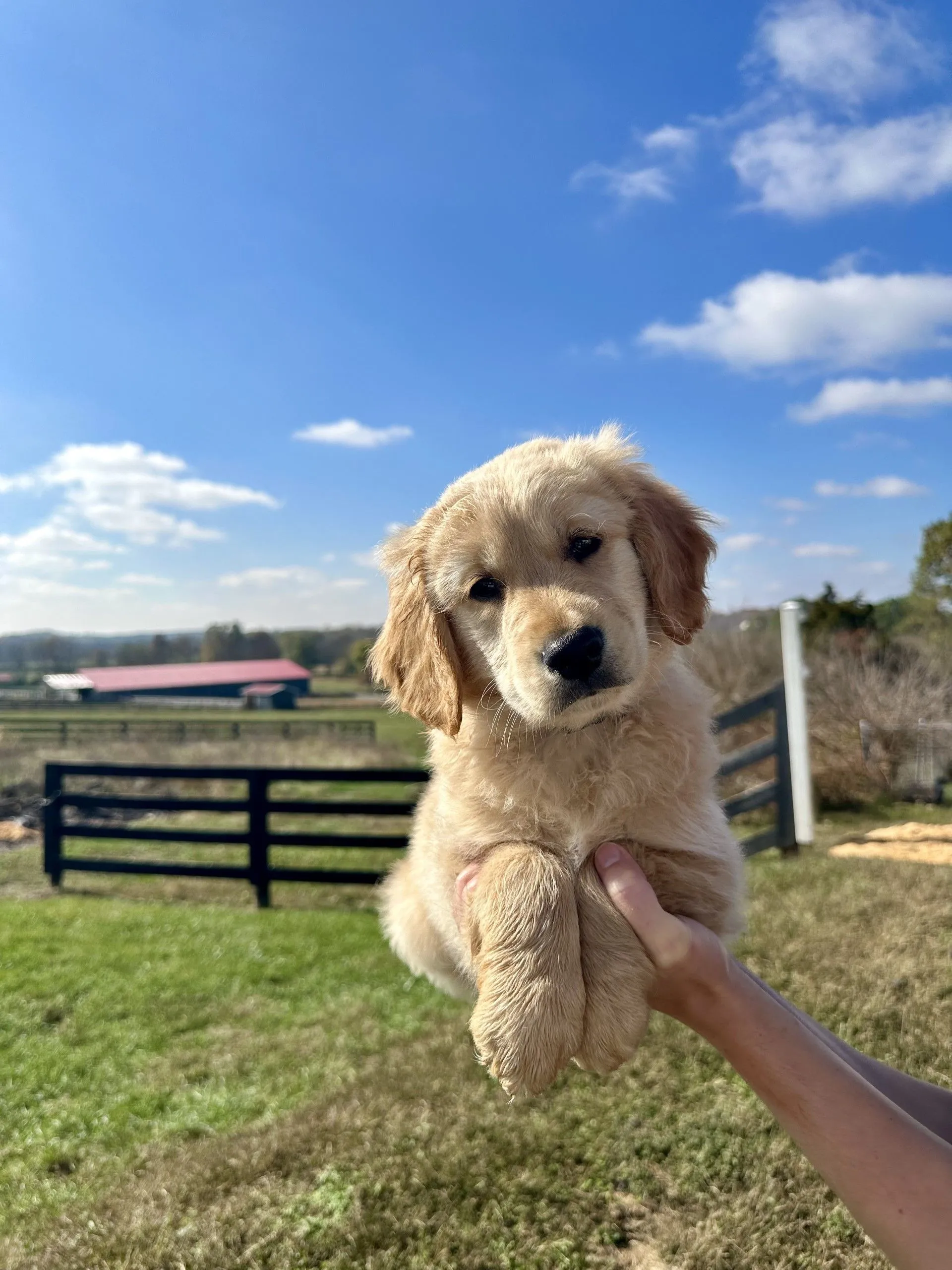 mini golden retriever photos