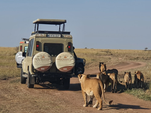 Get ready for an unforgettable adventure with our 6 Days Tanzania Safari! This six-day itinerary takes you to Tarangire National Park, Serengeti National Park, and the awe-inspiring Ngorongoro Crater for what is arguably the best wildlife experience in East Africa.  https://www.chalematanzaniasafaris.com/6-days-northern-safari