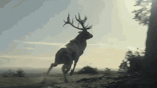 Scp1X.gif