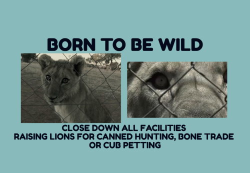 BORN TO BE WILD BANNER 2