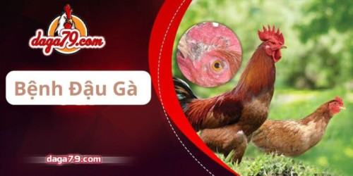 Bệnh đậu gà là một căn bệnh hay xuất hiện ở gà, có thể ảnh hưởng đến tánh mạng của chúng. Vậy đây là căn bệnh gì, cách nhận biết và chữa trị ra sao?👇
https://daga79.com/benh-dau-ga/ 
#dagatructiep, #daga79, #dagathomo, #dagacampuchia